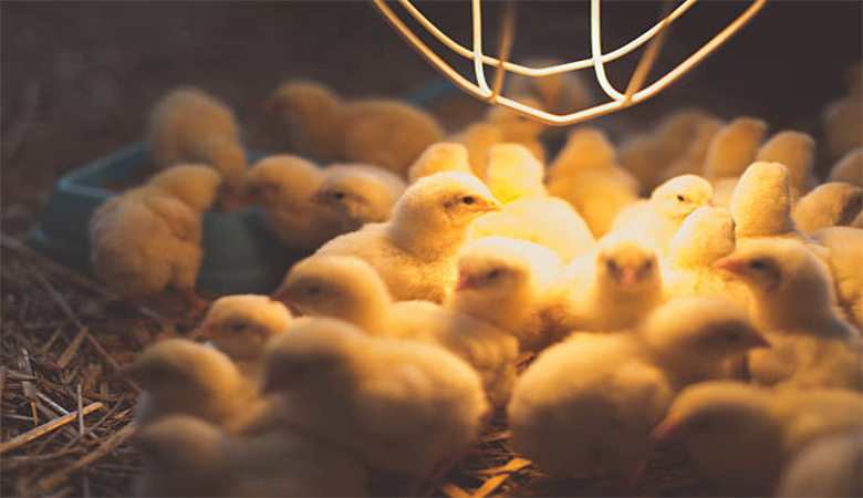 led poultry lights