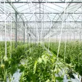 Top 10 Greenhouse Manufacturers In China