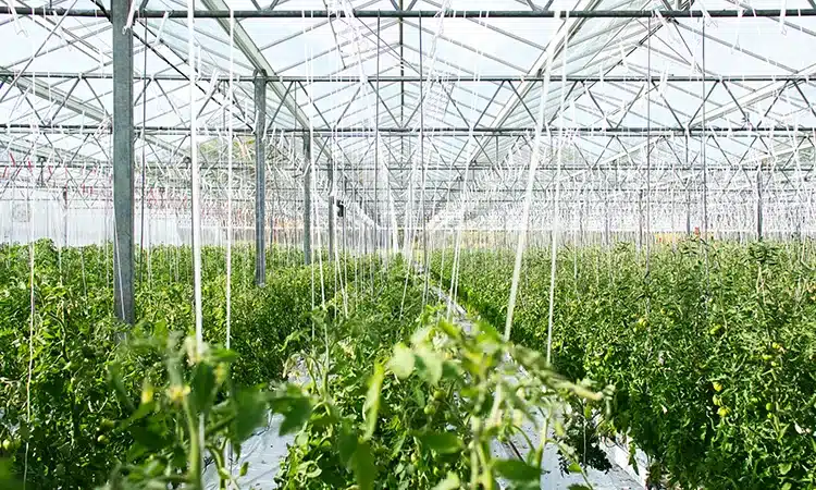 Top 10 Greenhouse Manufacturers In China